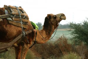 Camel Standing on forest- TravelPlacesIndiaCamel Standing on forest- TravelPlacesIndia