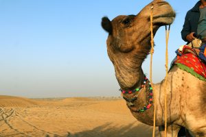 Camel Safari In Rajasthan- TravelPlacesIndia