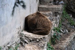 cute bear, brown bears, Shimla