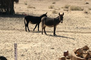 donkey in desert- TravelPlacesIndia