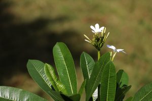 Beauty of nature flower, nature white flower- TravelPlacesIndia