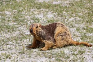 Wild Animal, Ladakh, Groundhog