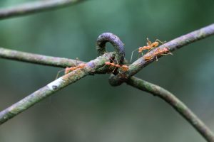 ant Work, Tree, Wood, Outdoor, Team, Group Ant - TravelPlaceIndia