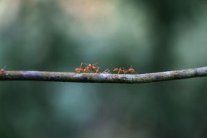 ant Work, Tree, Wood, team ,Group Ant