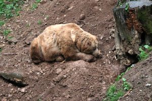 brown Bears, Mother, Cub, Grizzly, Shimla