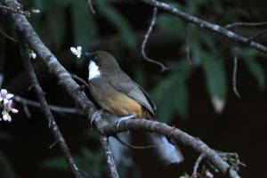 Bird, nature, creature, pangot, nainital