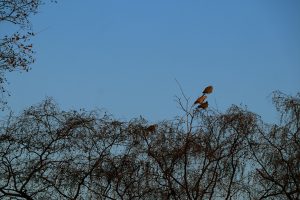 Birds on tree image - TravelPlacesIndia