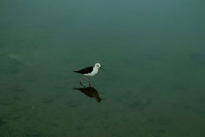 bird in lake, bird in river- TravelPlacesIndia