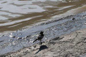 Bird, nature, creature, jim corbett, wild