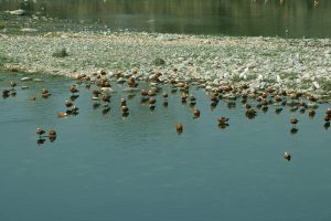 Birds on the lake, Birds- TravelPlacesIndia