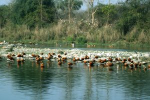 Group of Birds in Lake in Evening Light Stock Image- TravelPlacesIndia