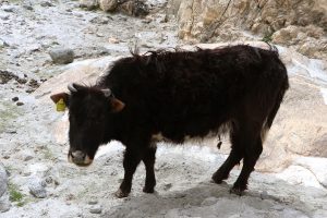 Black Cow in Ladak- TravelPlacesIndia