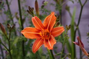 Close-up of orange day lily- TravelPlacesIndia