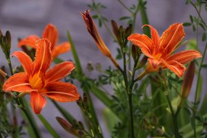 Orange day lily, beauty of nature- TravelPlacesIndia