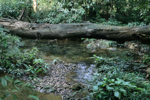 River running through jungle- TravelPlacesIndia