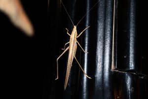 Brown katydid, grasshopper, insect, close-up, brown color- TravelPlacesIndia